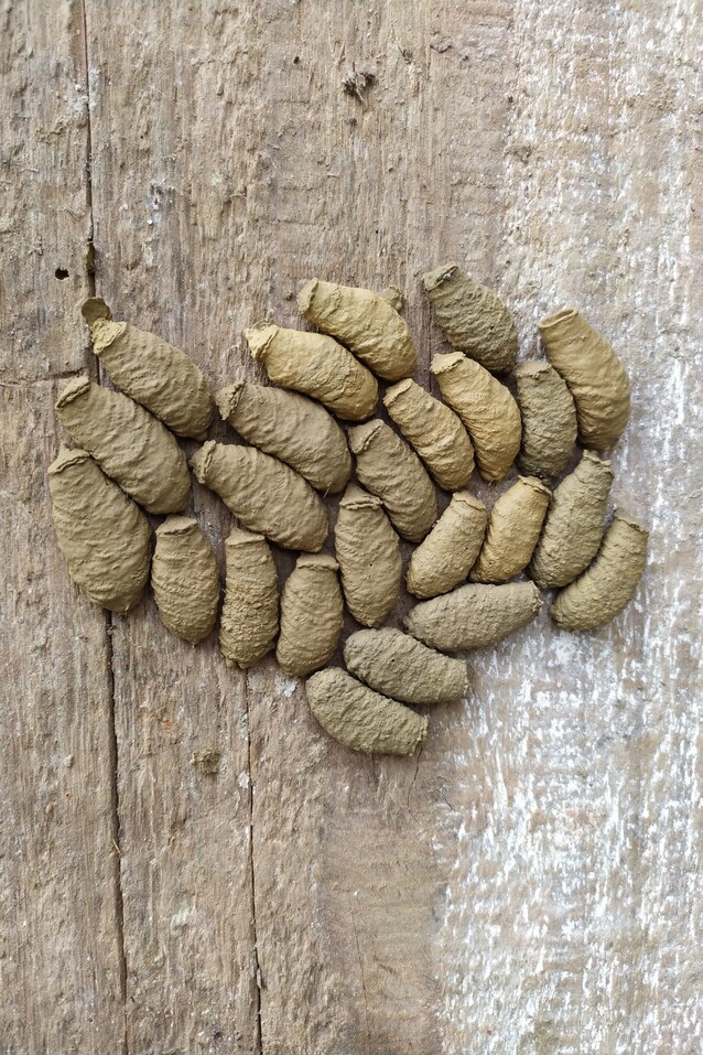nido di vespa vasaio