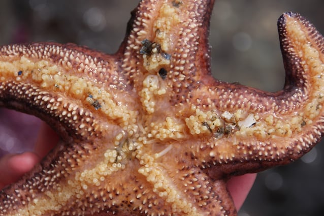 pedicelli stella marina