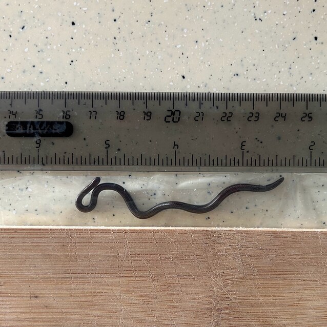 serpente barbados
