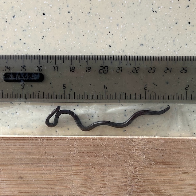 serpente barbados