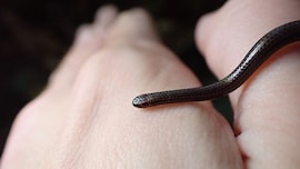 serpente barbados