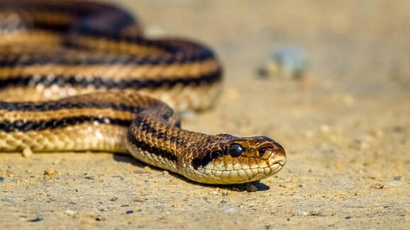 serpenti in italia