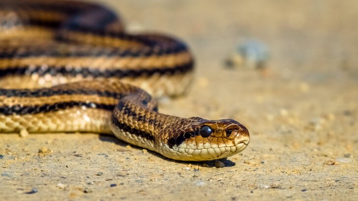 serpenti in italia
