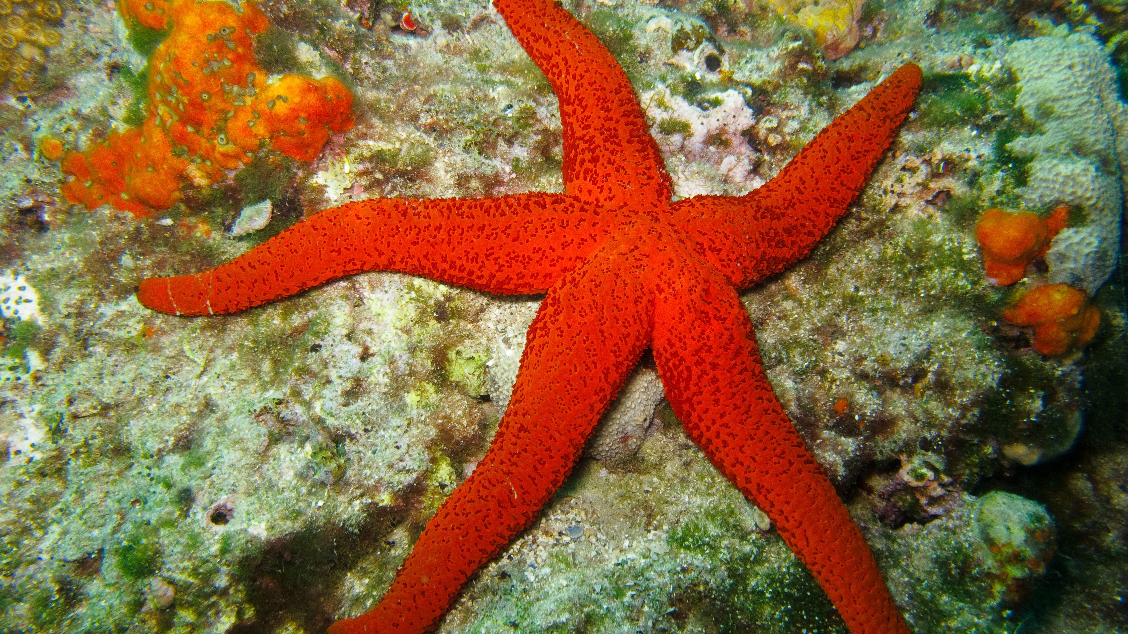 stella marina