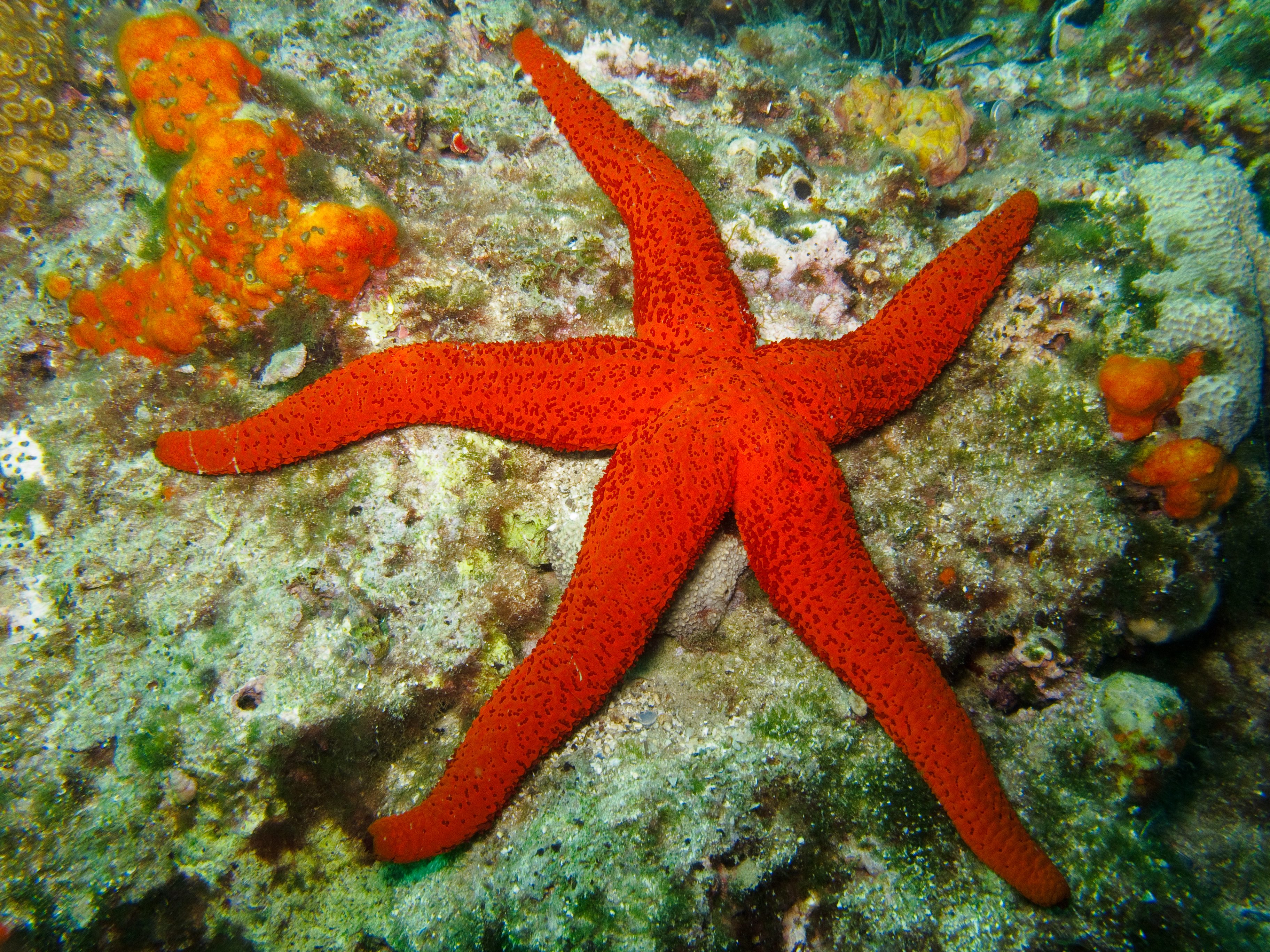 stella marina