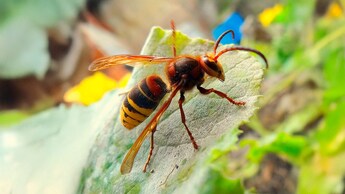 vespa crabro calabrone