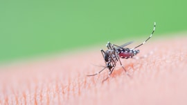 zanzara tigre chikungunya