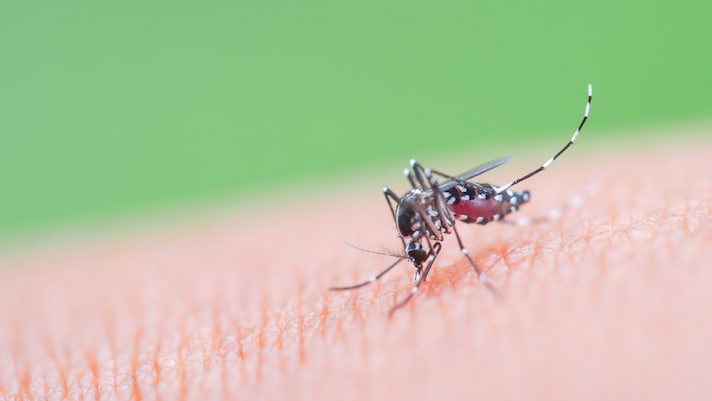 zanzara tigre chikungunya