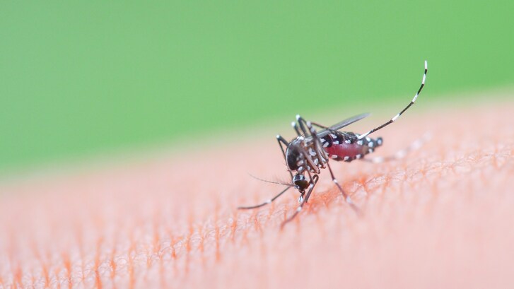 zanzara tigre chikungunya