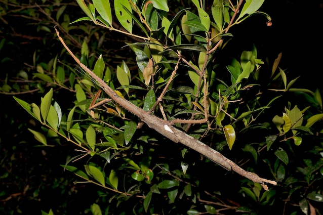 Acrophylla alta insetto stecco