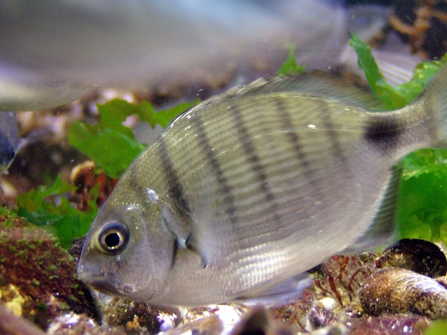 Diplodus-sargus-sarago-pesce-morsicato-napoli