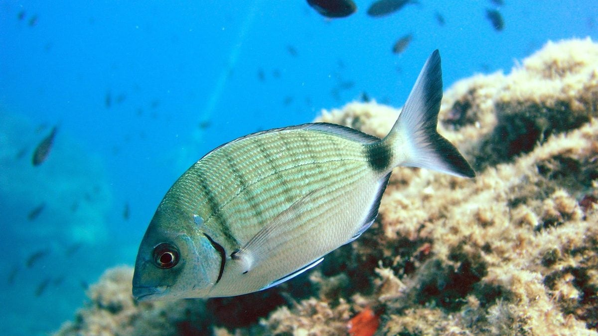 Diplodus_sargus_sarago_maggiore_morsi_napoli-jpg