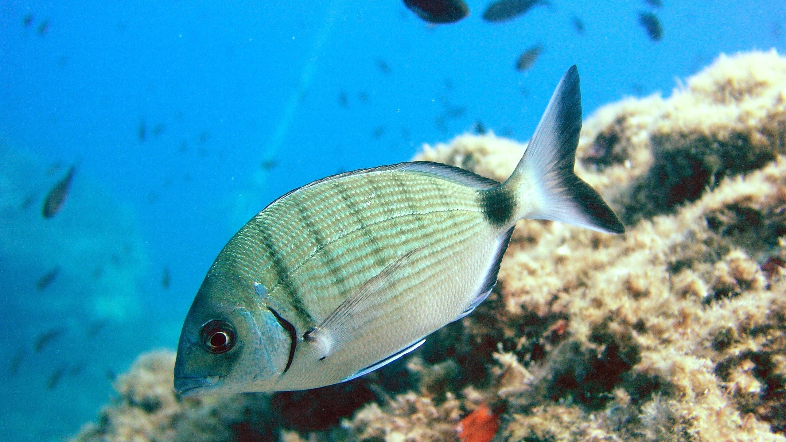 Diplodus_sargus_sarago_maggiore_morsi_napoli-jpg