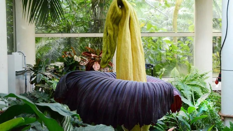 Fiore cadavere varsavia
