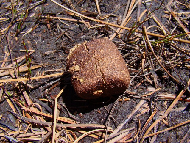 Feci cubiche wombat
