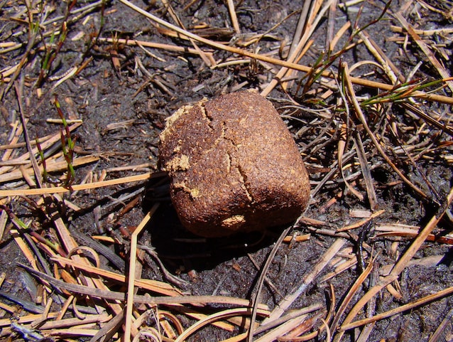 Feci cubiche wombat