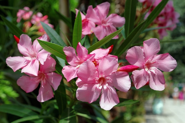 Fiori di oleandro (Alexx Malev via Wikimedia Commons)