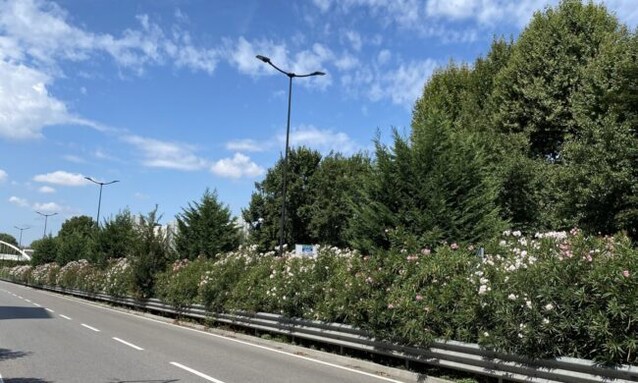 Oleandri in autostrada (primalamartesana.it)