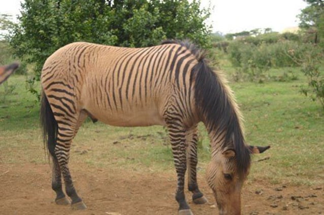 Zebrallo ibridi animali