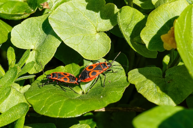 accoppiamento cimice carabiniere