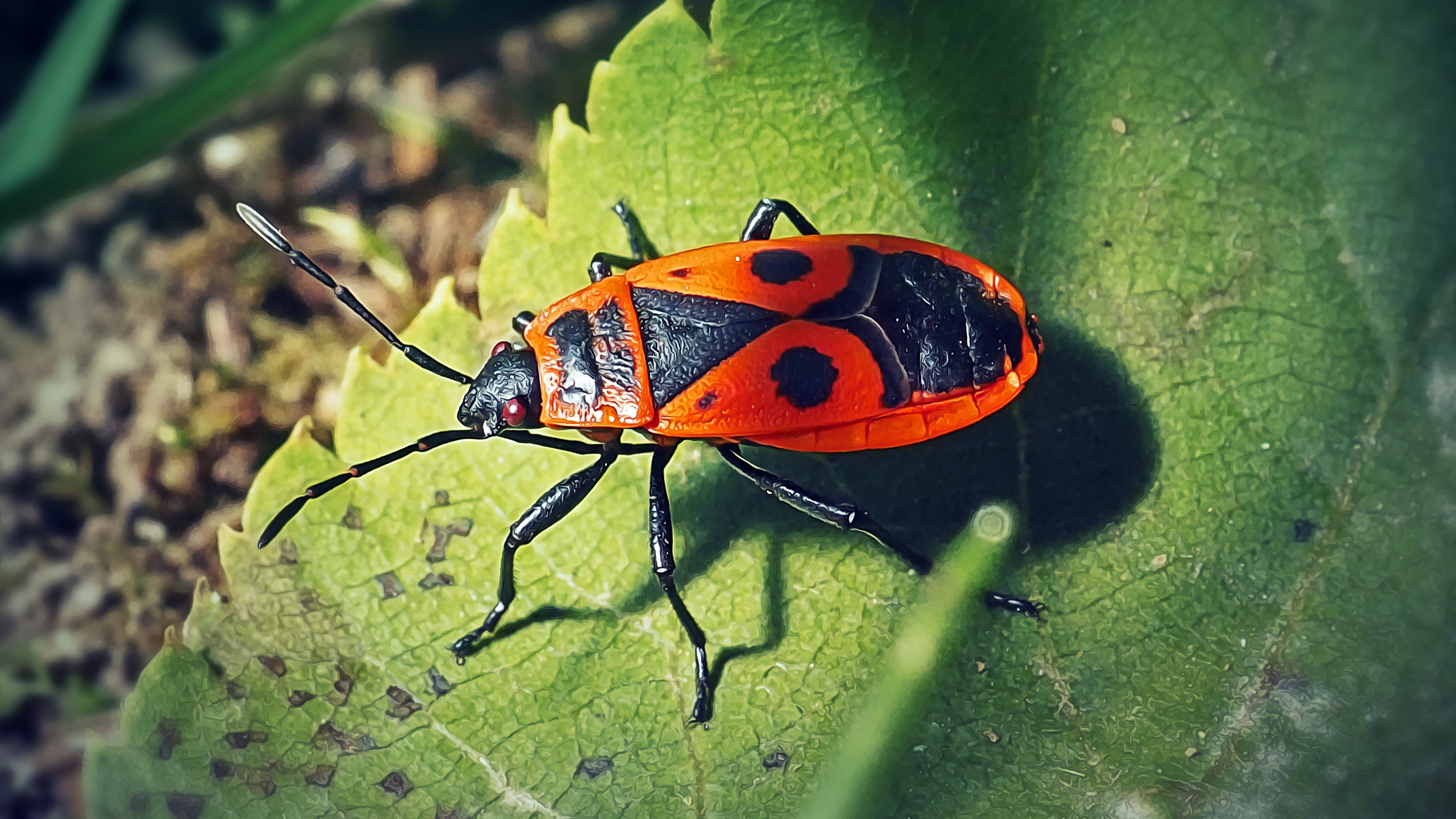 cimice carabiniere