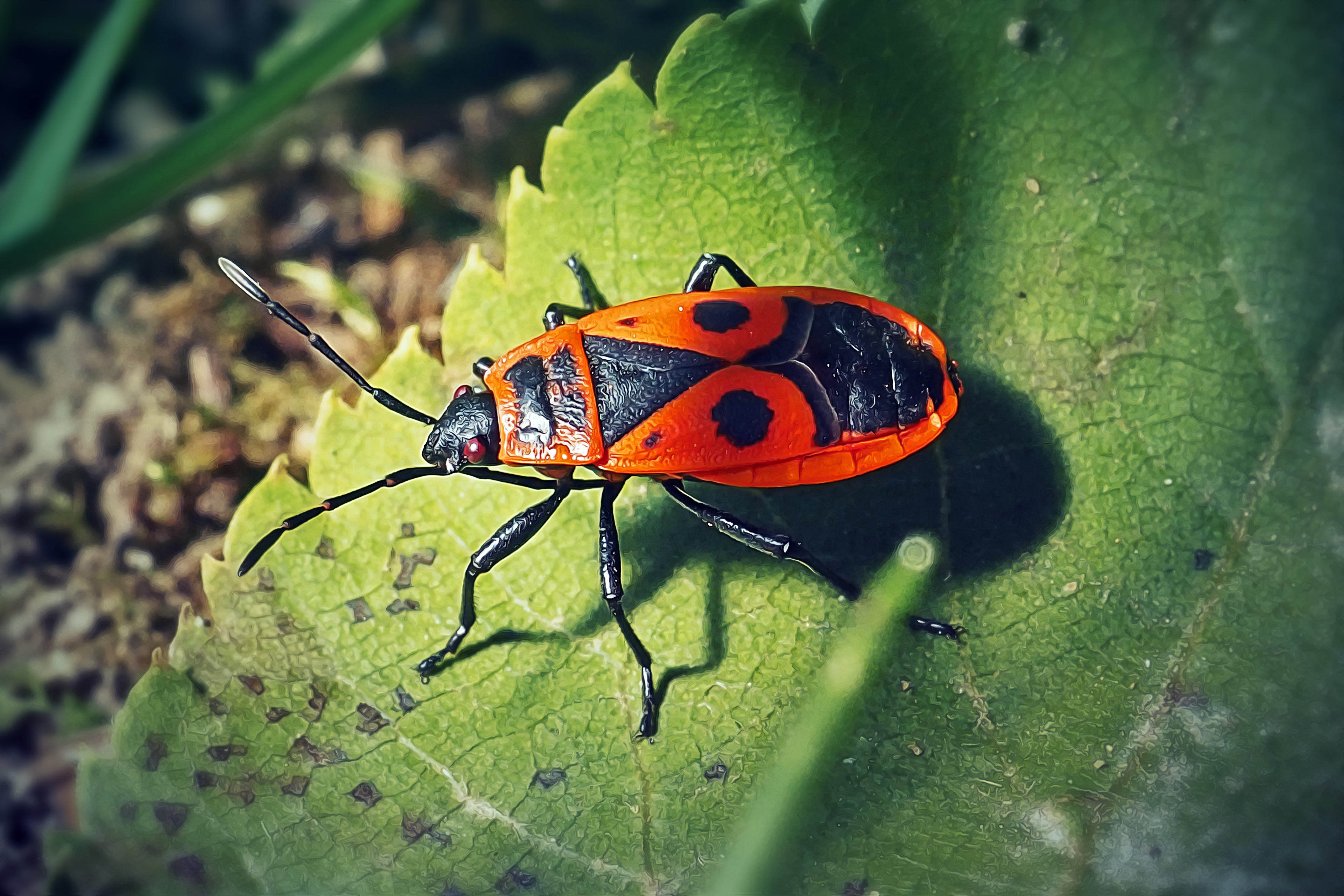 cimice carabiniere