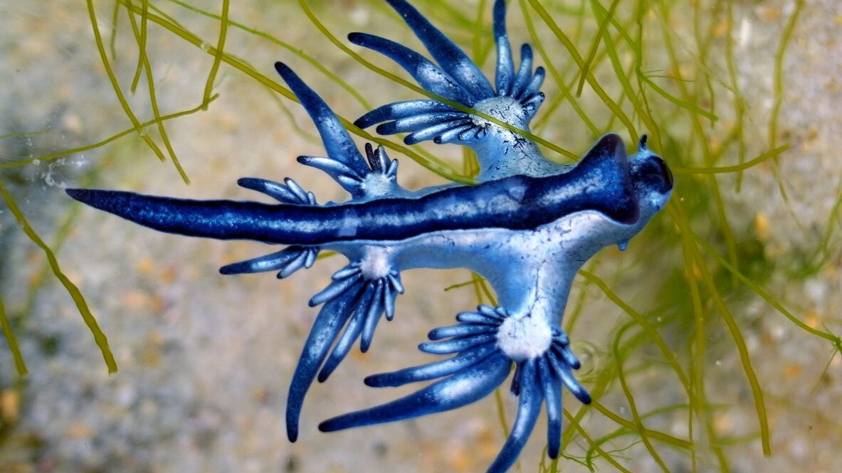 drago-blu-velenoso-spiagge