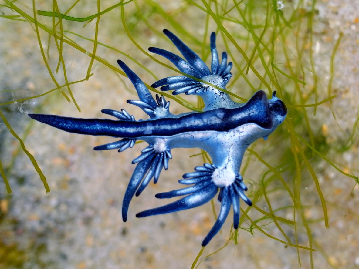 drago-blu-velenoso-spiagge