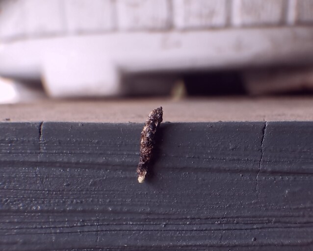 escrementi lucertole