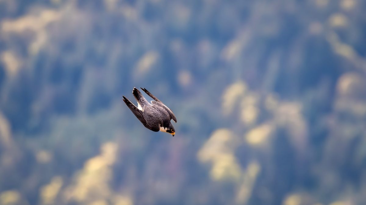 falco pellegrino