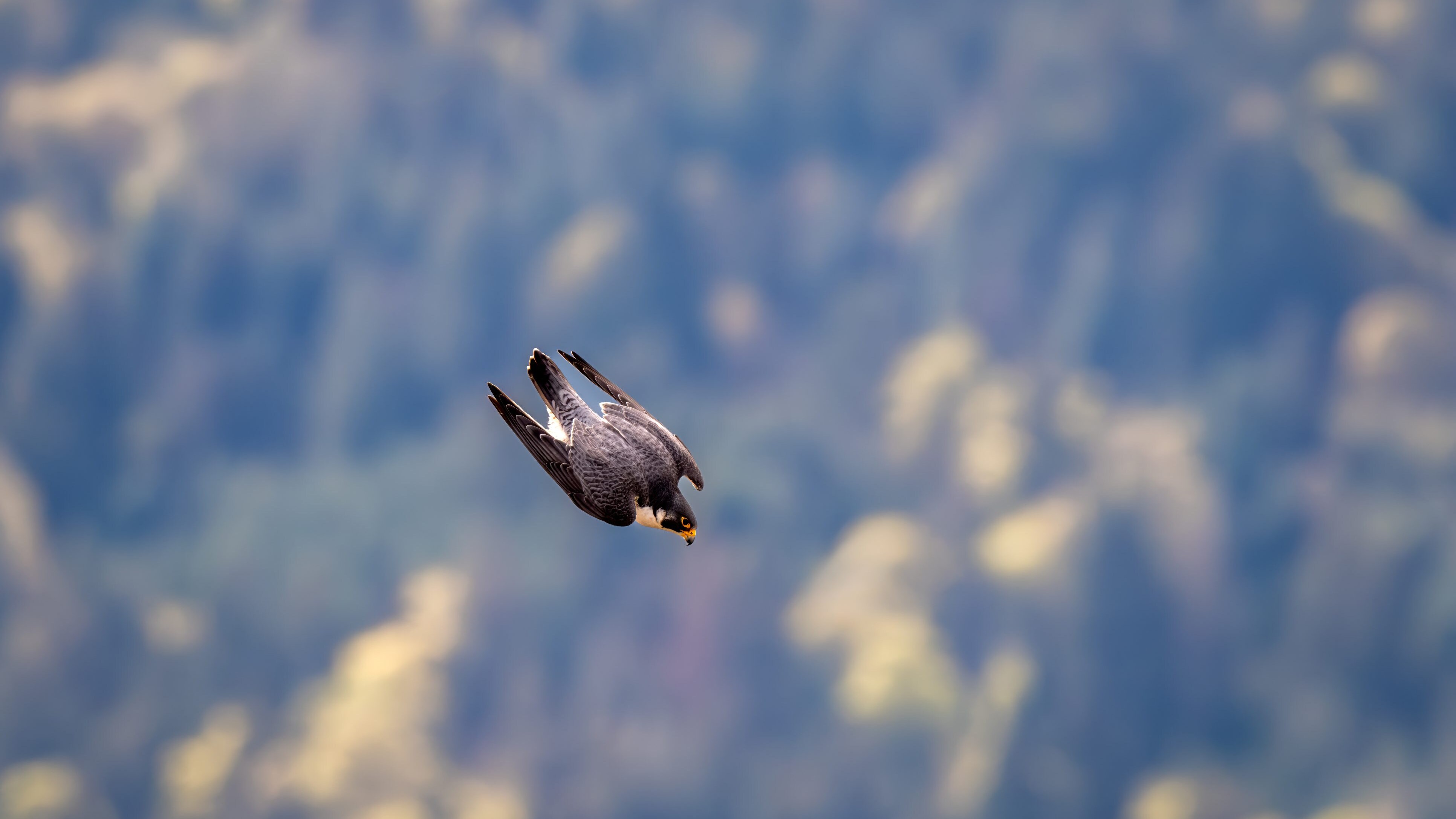 falco pellegrino