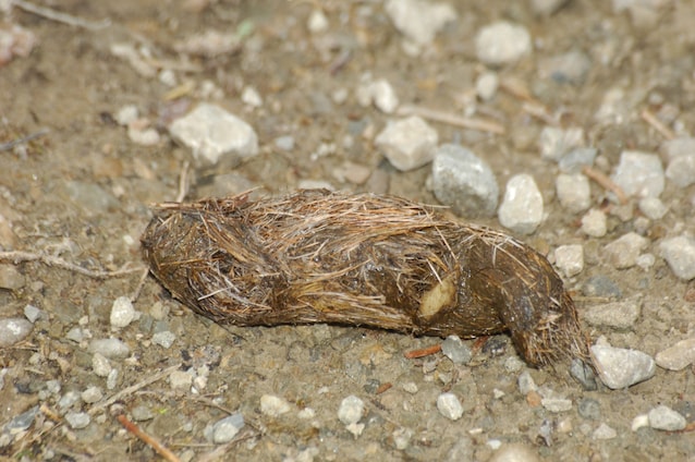 feci lupo