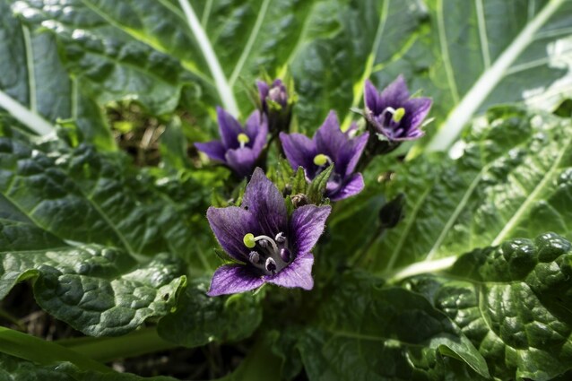 fiore-mandragola