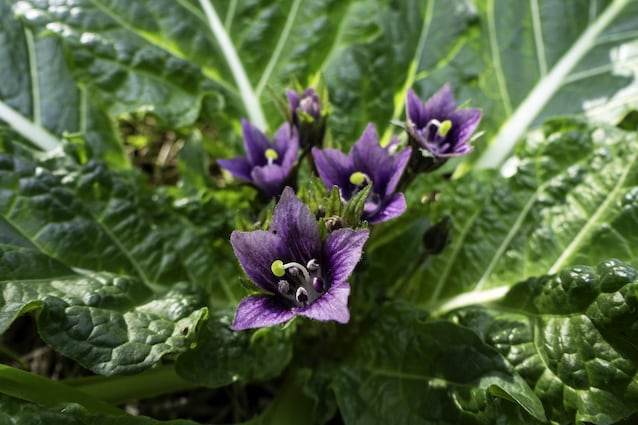 fiore-mandragola