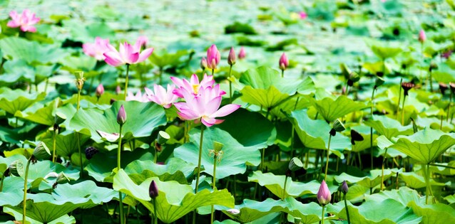 fiori-di-loto