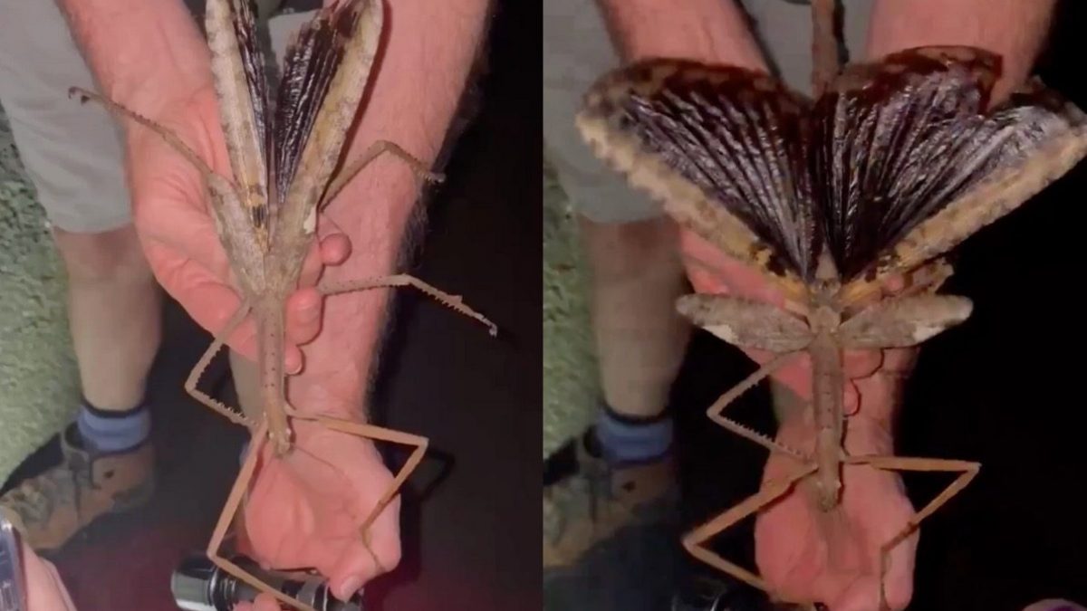 insetto stecco gigante thumb