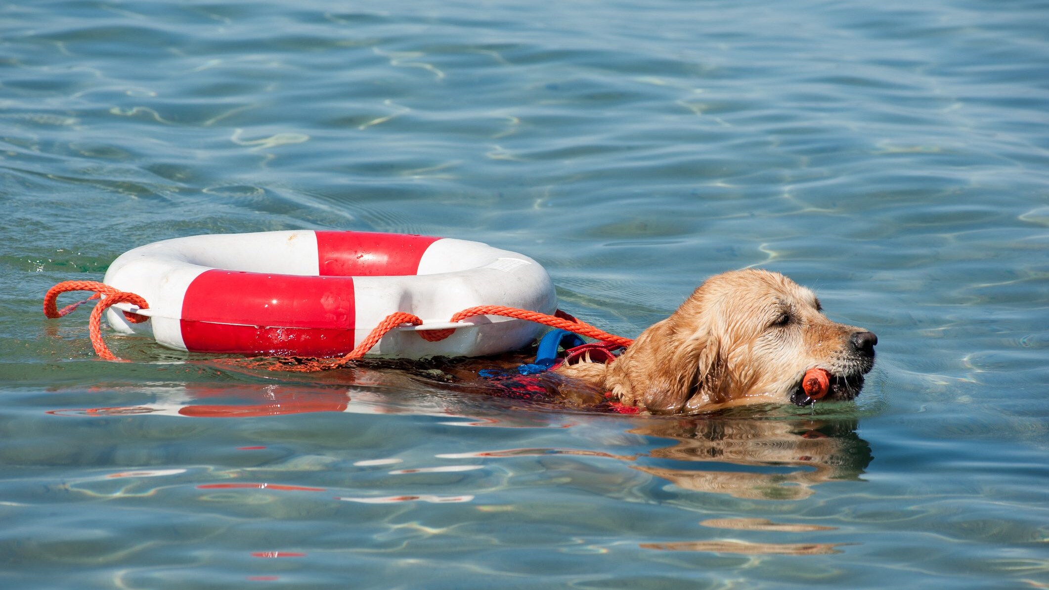 Cani bagnino golden retriever