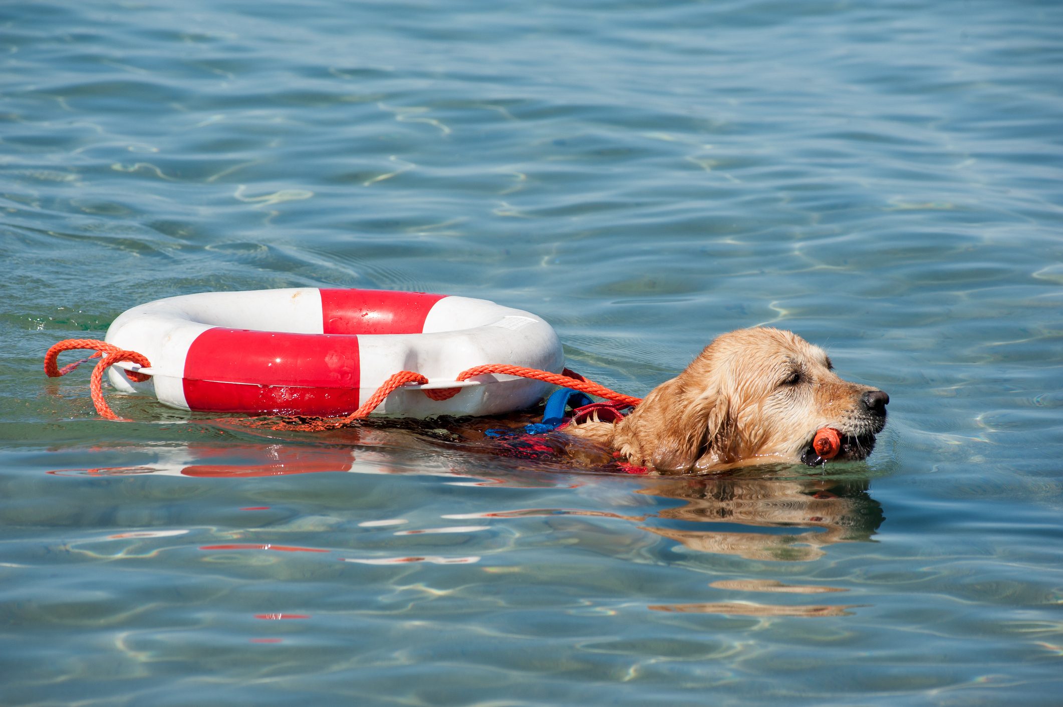 Cani bagnino golden retriever