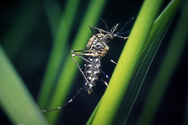 impollinazione zanzara maschio