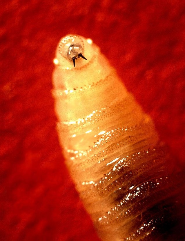 larva mosca mangia carne