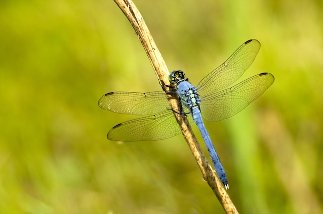 libellula
