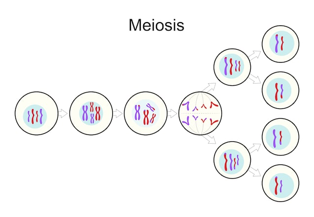 meiosi