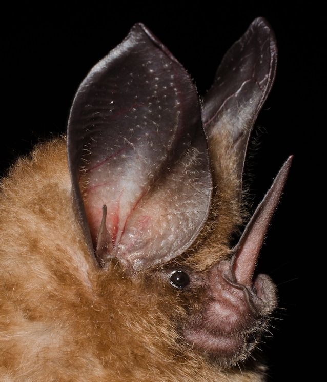 naso foglia nasale pipistrelli