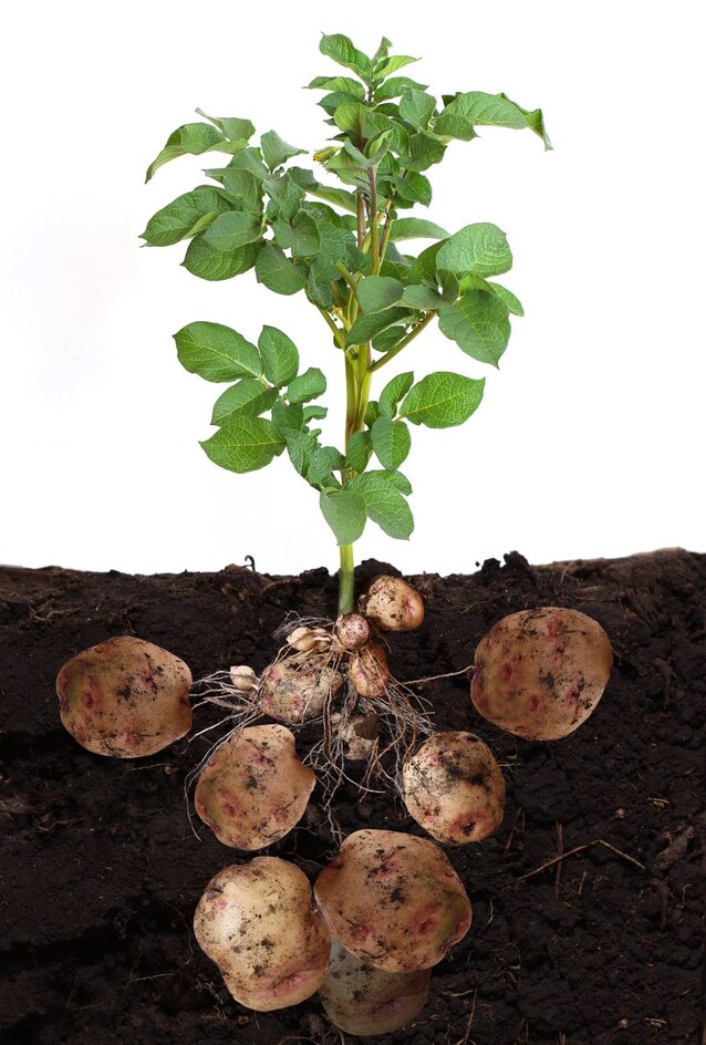 patata stoloni con tuberi