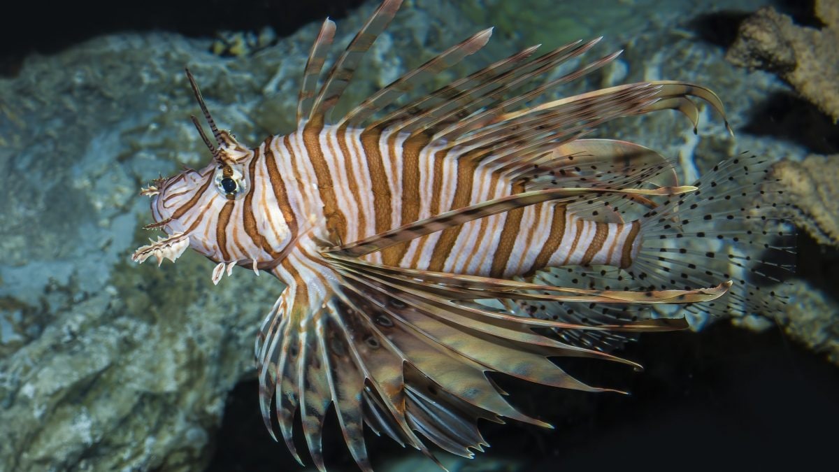 pesce scorpione