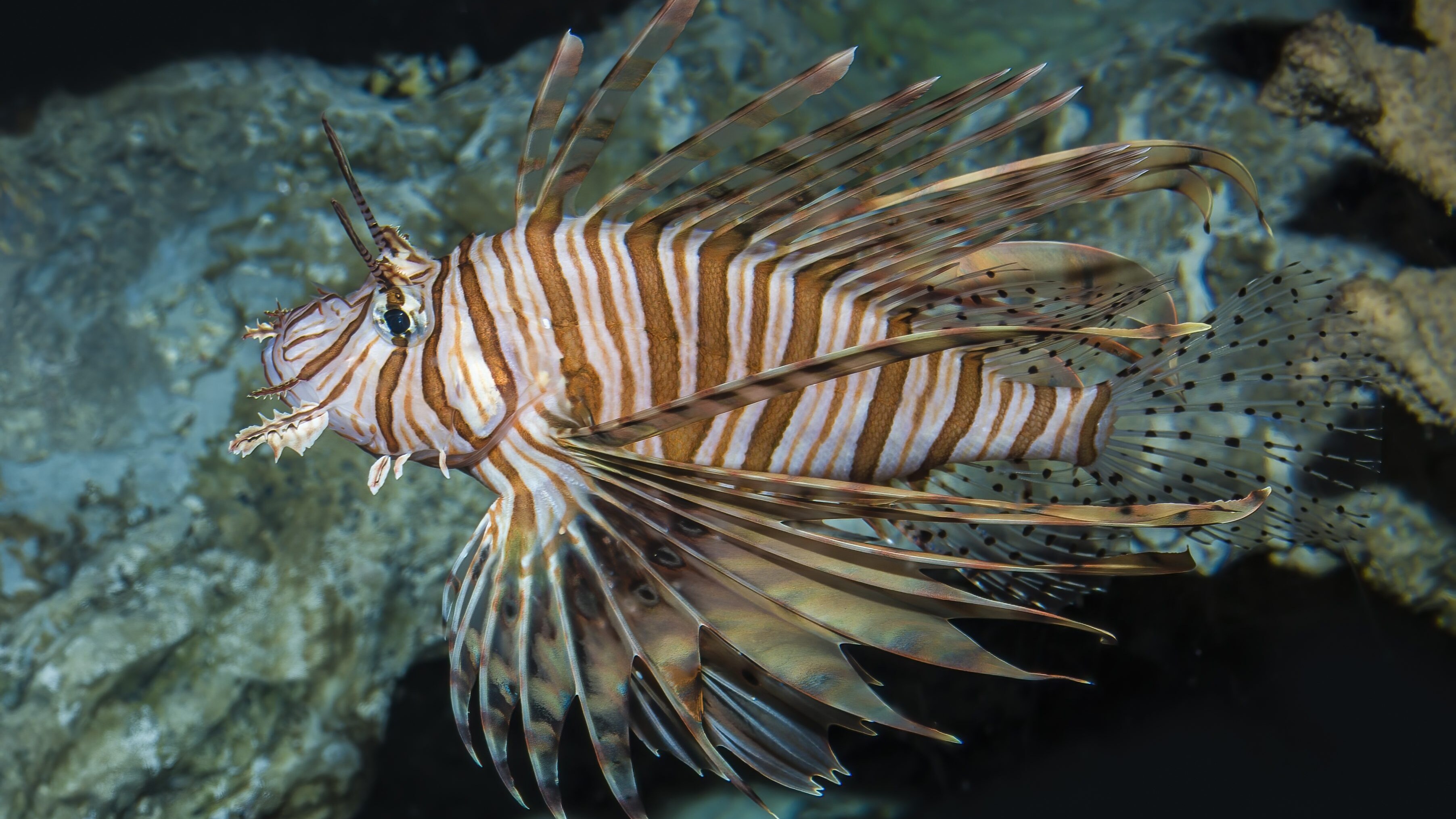 pesce scorpione