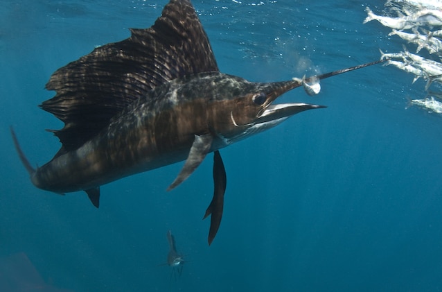 pesce vela