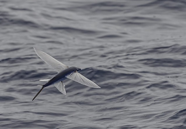 pesce volante biplano