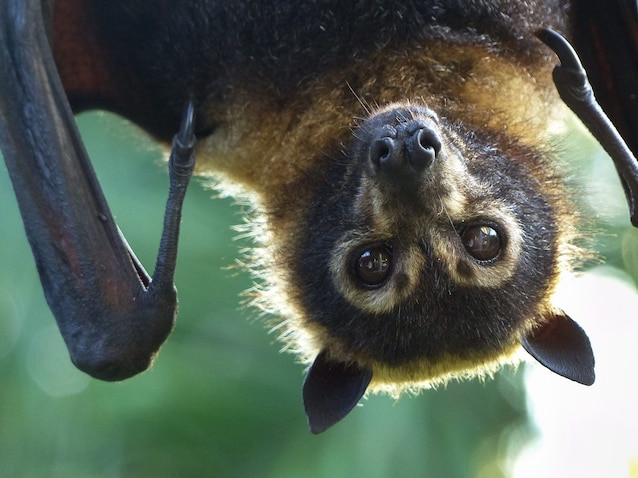 pipistrelli diurni