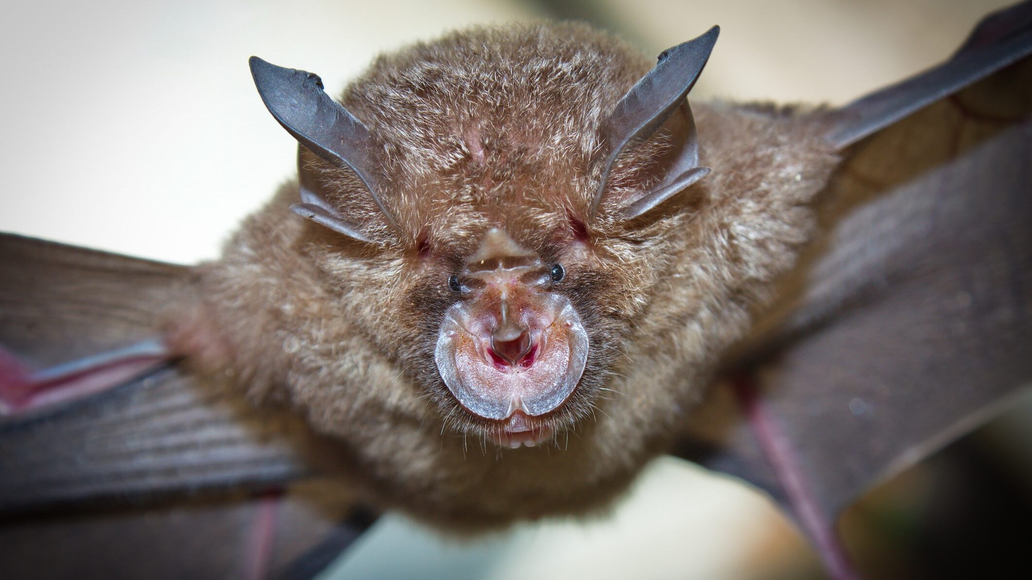 pipistrelli faccia
